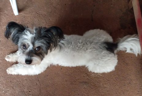 Cachorra Lilica desapareceu no bairro Santa Cruz Imagem referente a Cachorra Lilica desapareceu no bairro Santa Cruz