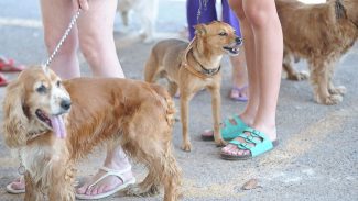 A cada dois dias, um animal sofre maus-tratos no Rio de Janeiro