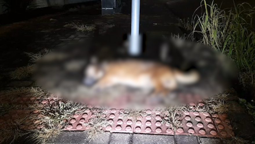 Motociclista fica ferido e cachorro morre durante acidente no Coqueiral