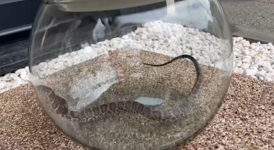Cobra aparece em condomínio no Alto Alegre e assusta moradores