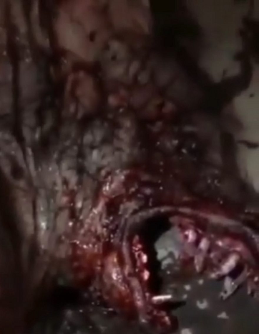 Lenda da quaresma? vídeo mostra lobisomen morto em Ji-Paraná