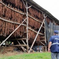 Receita Estadual localiza 45 toneladas irregulares de fumo em folha na região de Guarapuava