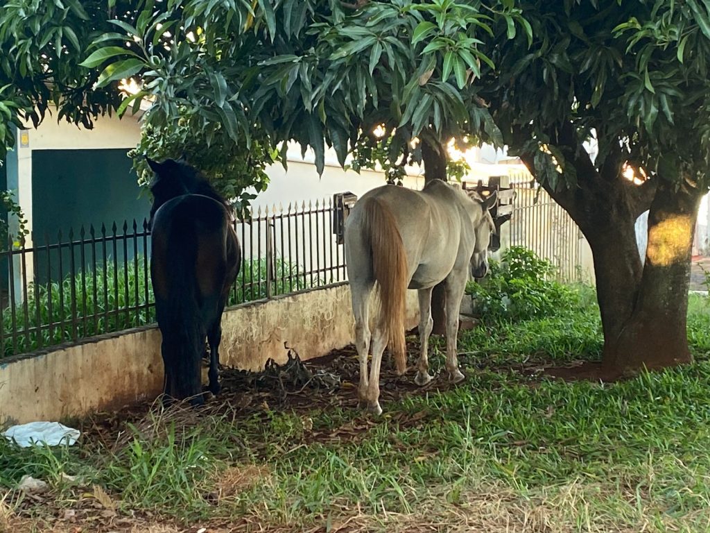 Atenção condutores: cavalos estão soltos em via pública no bairro Santa Felicidade Atenção condutores: cavalos estão soltos em via pública no bairro Santa Felicidade
