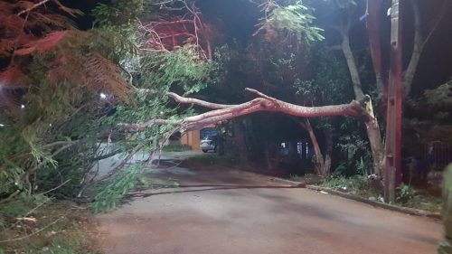 Árvore de grande porte parte ao meio e interdita via no Brasmadeira