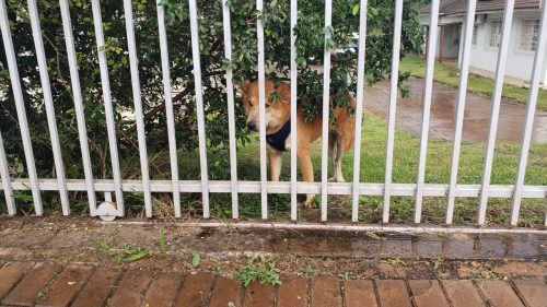 Cachorro é resgatado pelos Bombeiros no Pioneiros Catarinenses