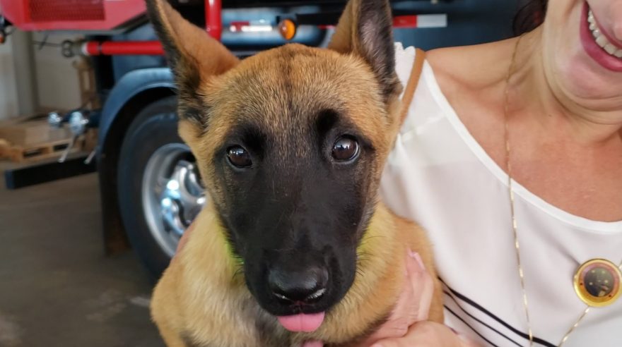 Corpo de Bombeiros apresenta “Sky”, a nova cadela da corporação