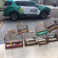 Após denúncia, Polícia Militar encontra ponto ilegal de venda de aves silvestres em Arapongas
