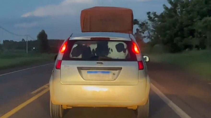 Vídeo mostra bezerro dentro de carro que estava trafegando por rodovia em Umuarama