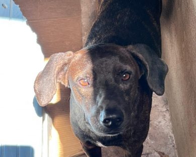 Adoção responsável: moradora do Riviera pede ajuda para encontrar um lar para cachorro Preto