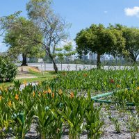 Imagem referente a Jardins filtrantes despoluem águas de riacho que desagua no Capibaribe