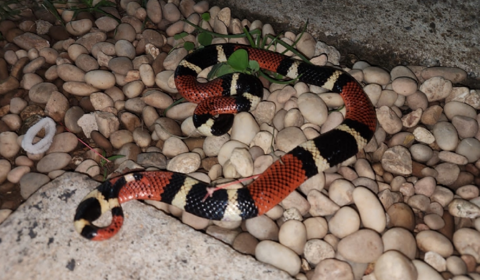 Corpo de Bombeiros resgata serpente cascavel em Choró