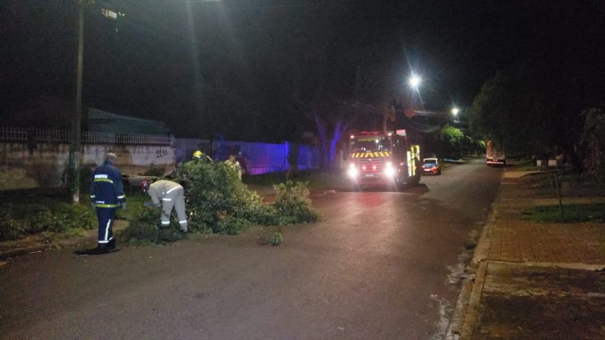 Queda de árvore interdita Avenida Cardeal e Corpo de Bombeiros é acionado