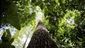 Ação na Paulista pede apoio para aprovação de leis pelo meio ambiente