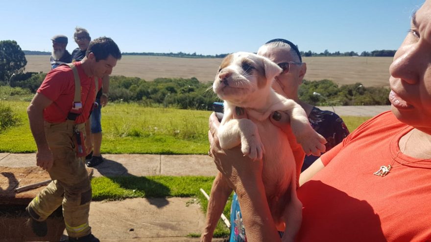 Bombeiros salvam cachorrinho que caiu em bueiro no Riviera