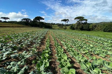 Santa Tereza do Oeste recebe Dia de Campo de sistema de plantio direto de hortaliças