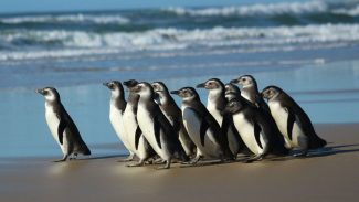 Rede de atendimento cuidará de pinguins resgatados na costa brasileira