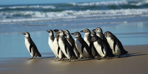 Imagem referente a Rede de atendimento cuidará de pinguins resgatados na costa brasileira