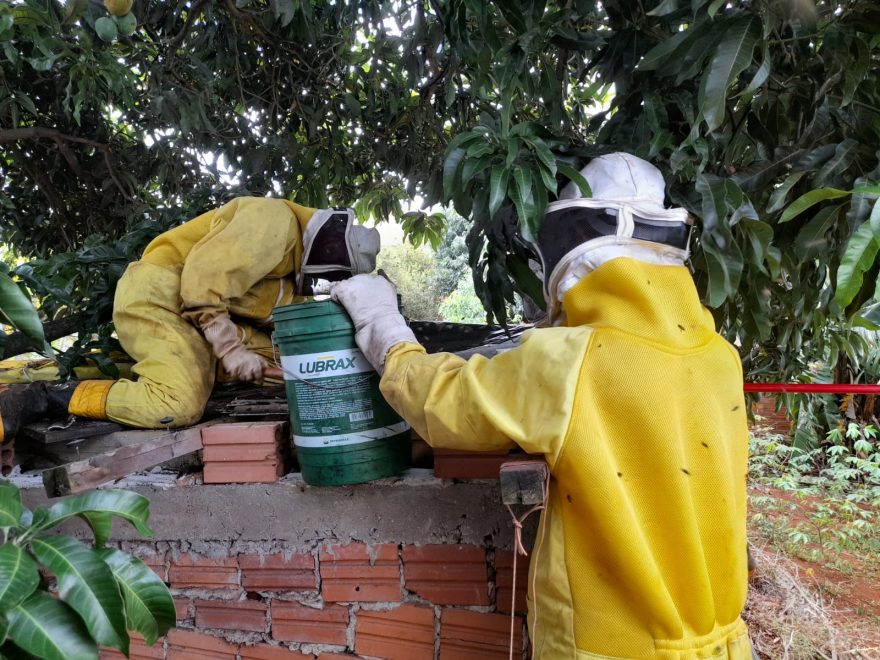 Enxames de abelhas são removidos de forro de residência no Alto Alegre