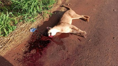 Onça Parda morre atropelada na rodovia entre Toledo e Cascavel