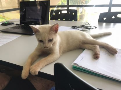 Gatas conquistam acadêmicos e equipe na biblioteca da Unioeste campus Cascavel