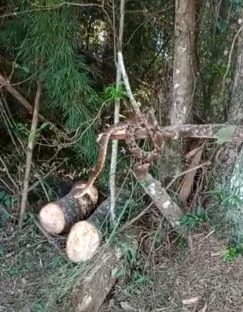 Internauta encontra cobra jararaca na entrada do Parque Ambiental de Cascavel; veja vídeo