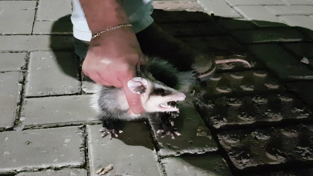 Morador do centro encontra gambá na porta do apartamento