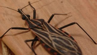 Variante genética protege indígena da Amazônia contra doença de Chagas