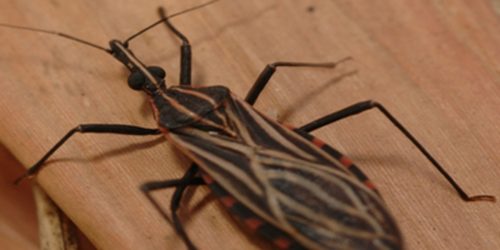 Imagem referente a Variante genética protege indígena da Amazônia contra doença de Chagas