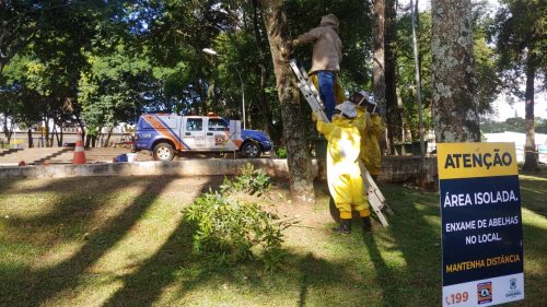 Defesa Civil remove enxame de abelhas da Praça do Country
