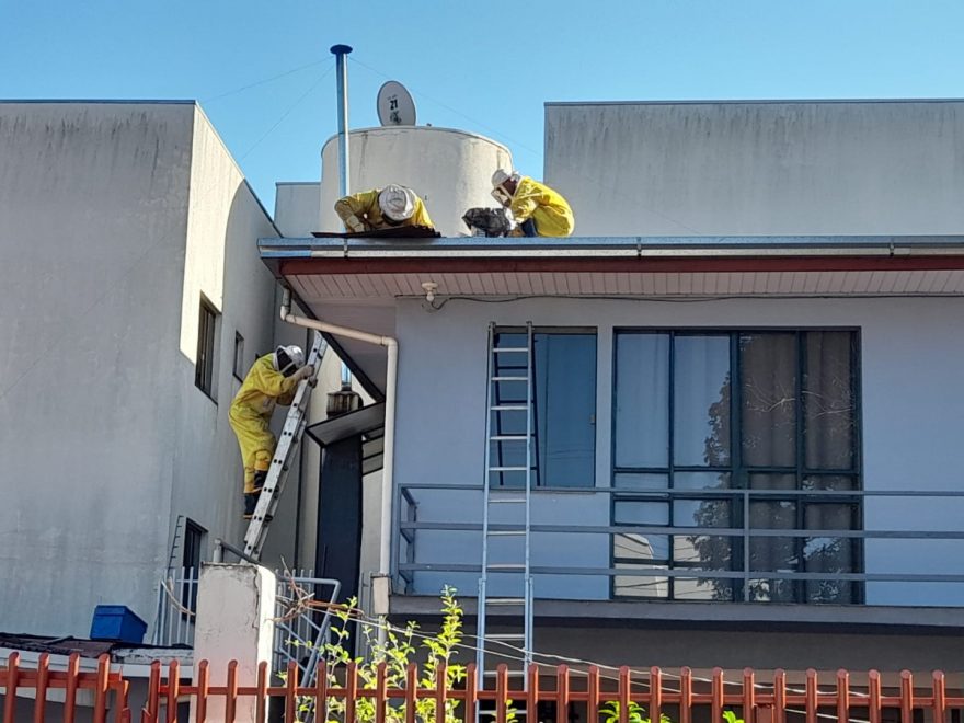 Enxame de abelhas se instala em forro de sobrado e dá trabalho às equipes da Defesa Civil