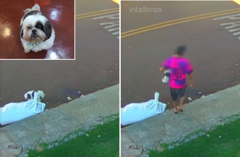Internautas pedem ajuda para localizar cachorro que foi pego na calçada de residência no Turisparque