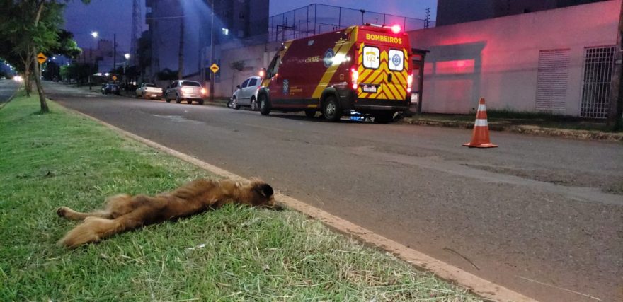 Motociclista atropela cachorro e fica ferida ao sofrer queda, no Pacaembu; o animal não resistiu