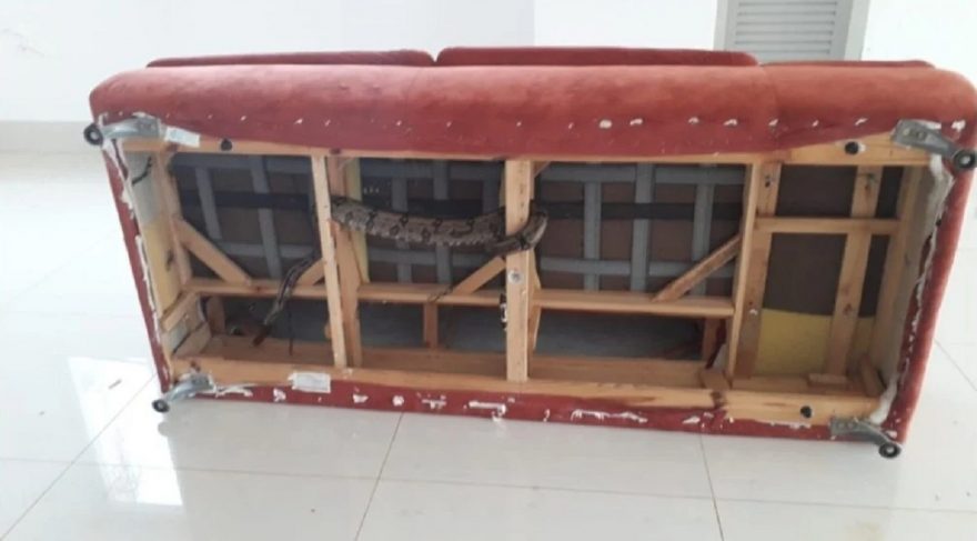 Que medo! Bombeiros resgatam jiboia de um metro e meio debaixo de sofá