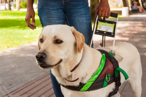Animais de assistência emocional e de serviço poderão embarcar no transporte coletivo