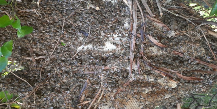 Inédito! Abelhas formam grande colmeia entre os cipós de uma árvore