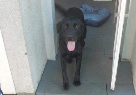 Cachorro é encontrado no bairro Região do Lago Imagem referente a Cachorro é encontrado no bairro Região do Lago