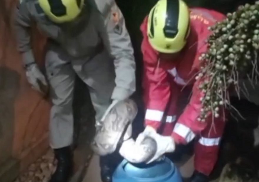 Jiboia invade residência e ataca morador; veja vídeo do resgate