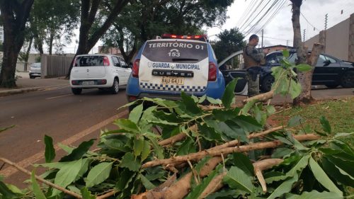 Vizinhos denunciam, mas GM verifica que corte da árvore estava regularizado