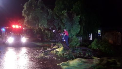 Árvore cai no Santa Cruz e mobiliza Corpo de Bombeiros