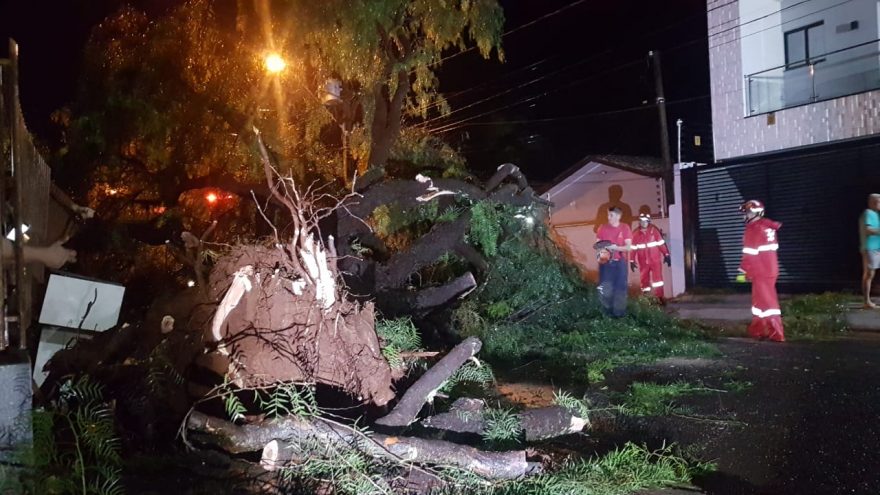 Árvores são arrancadas pela raiz durante temporal em Cascavel