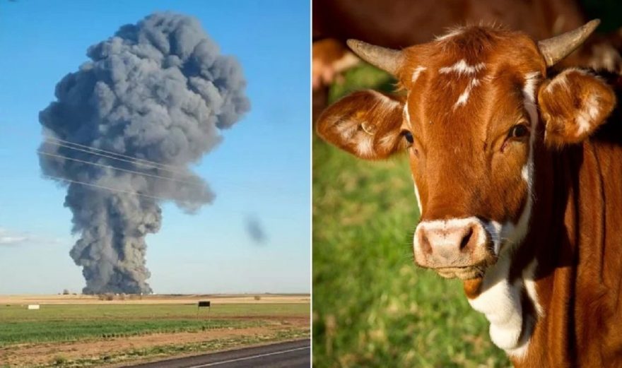 Pum pode ter matado 19 mil vacas
