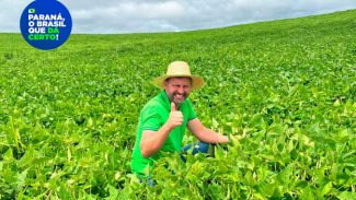 Melhoramento genético de feijões garante maior produtividade nas lavouras paranaenses