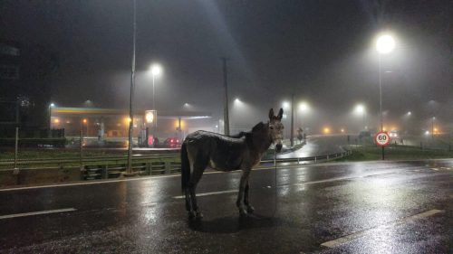 Motorista de aplicativo ajuda a acolher burro perdido no meio da rodovia, no Trevo Cataratas