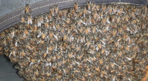Defesa Civil é mobilizada para remover enxame de abelhas no Brasília 