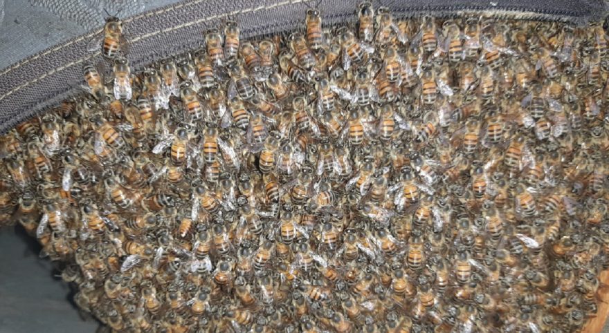 Defesa Civil é mobilizada para remover enxame de abelhas no Brasília 