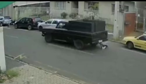 Imagem referente a Homem é preso após atropelar cachorro e fugir sem prestar socorro