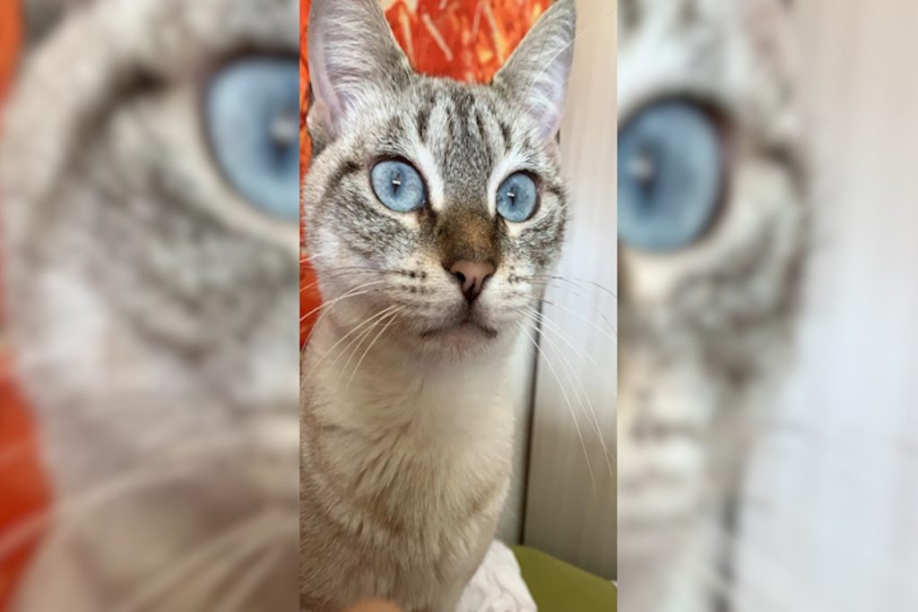 Gatinha Neném sumiu no Floresta