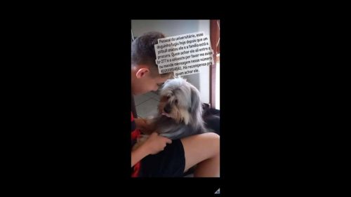 Cachorro Dudi desapareceu no bairro Universitário Imagem referente a Cachorro Dudi desapareceu no bairro Universitário