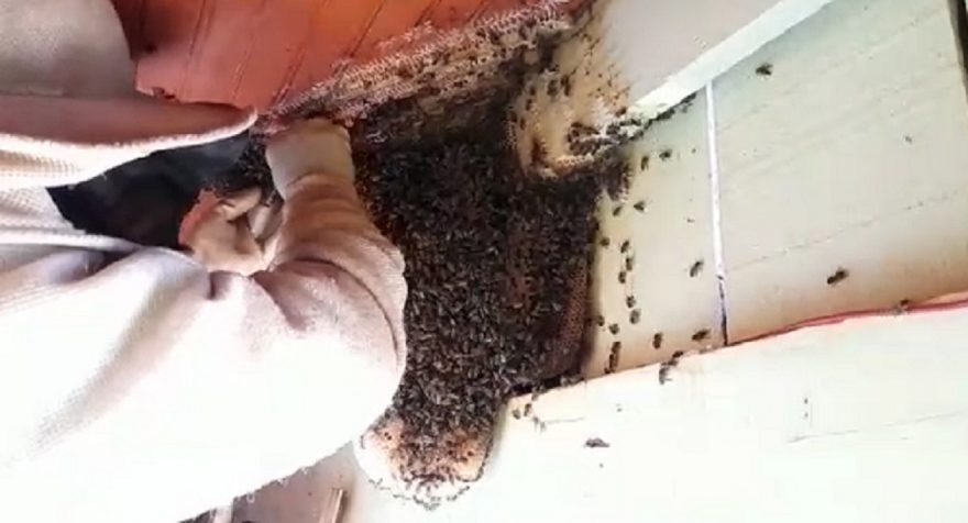 Defesa Civil retira grande enxame de abelhas no Esmeralda