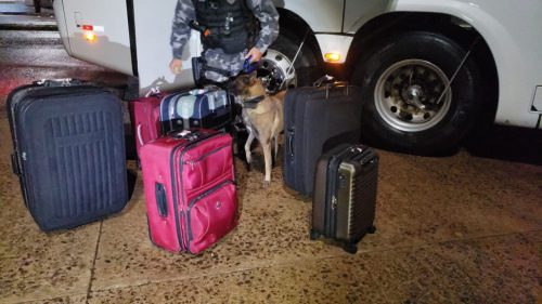 Com ajuda de cão farejador, Pelotão de Choque vistoria ônibus na Rodoviária